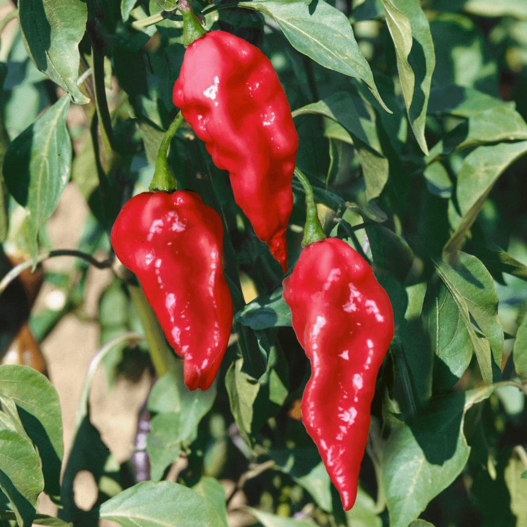 Grow instructions included over 40 jays red ghost pepper seeds super hot.