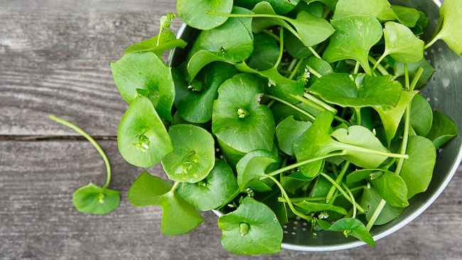 miners lettuce