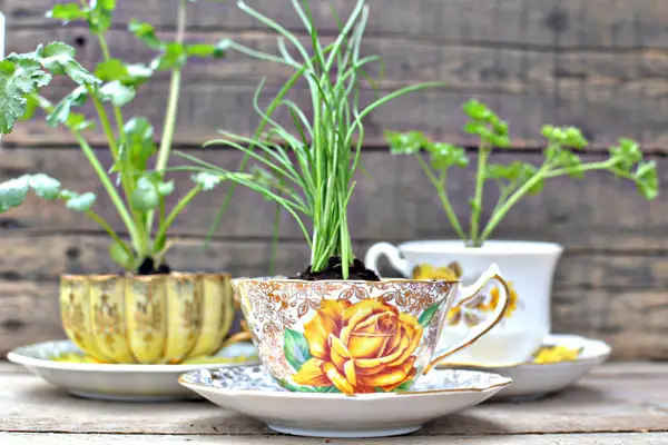 teacup herb garden