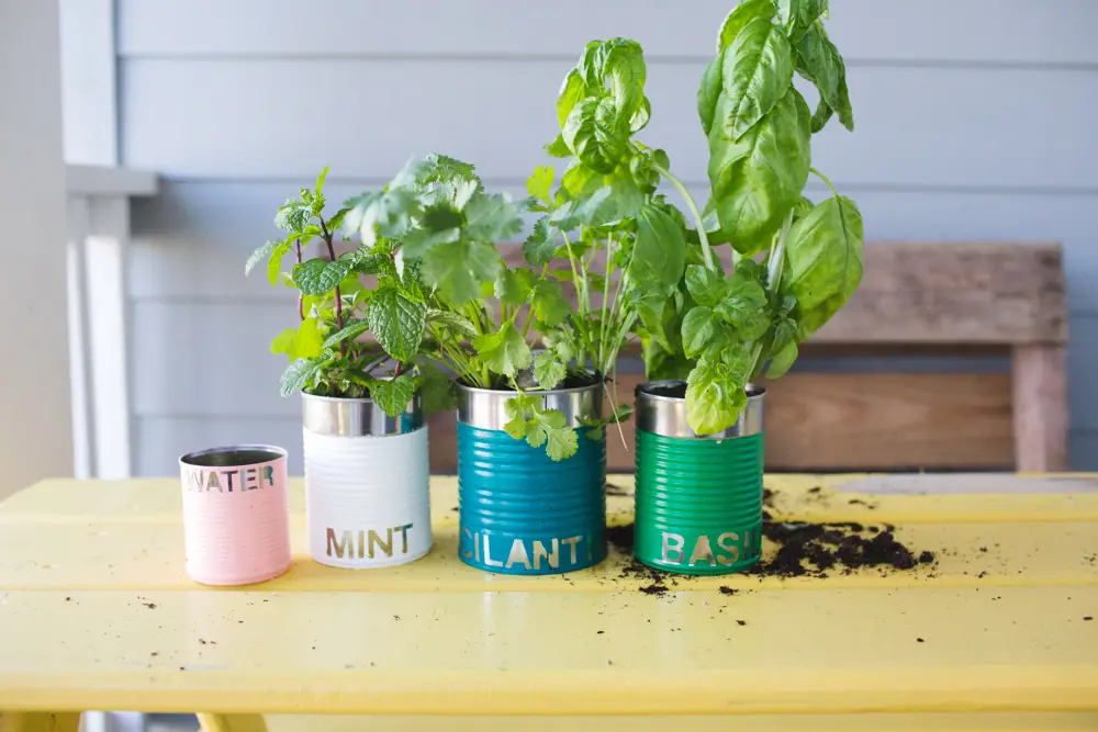 tin can herb garden
