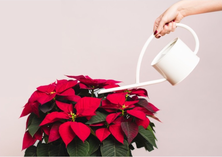 watering poinsettias