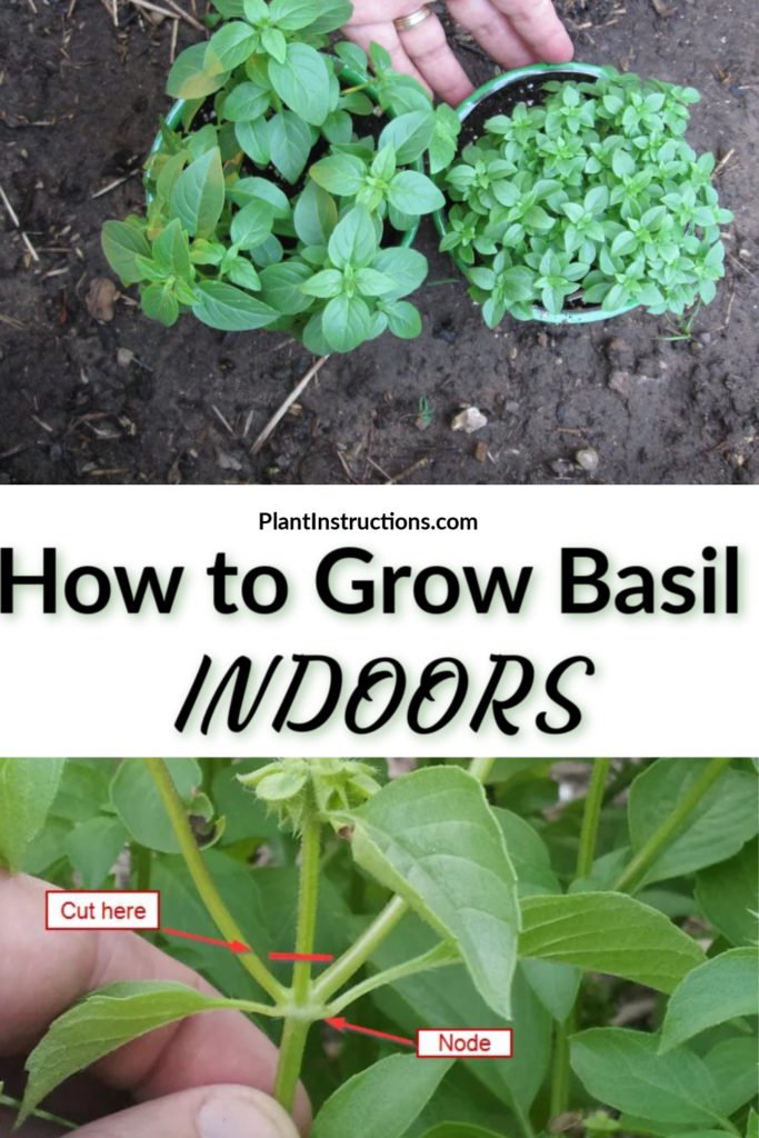 Growing Basil Indoors