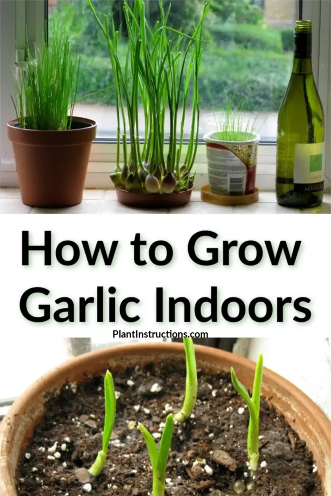 How to Grow Garlic Indoors - Plant Instructions