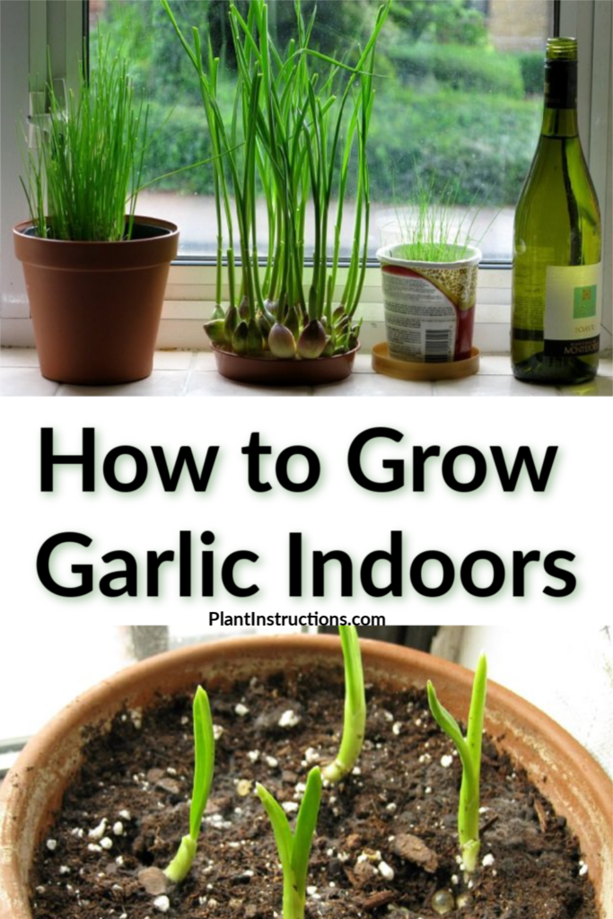 How to Grow Garlic Indoors