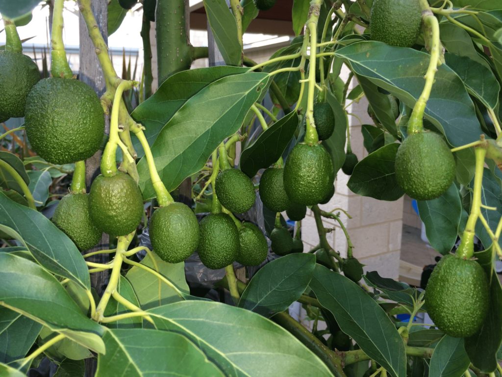 dwarf avocado tree