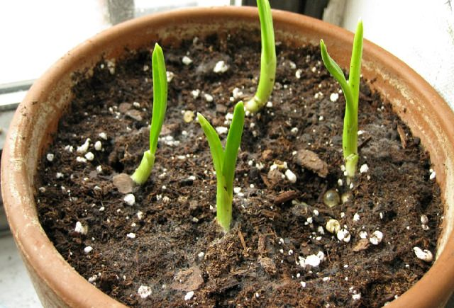 grow garlic indoors