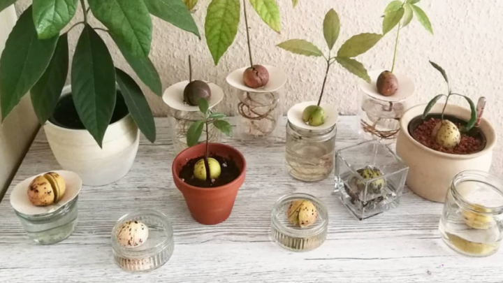 How to Grow Avocado Indoors