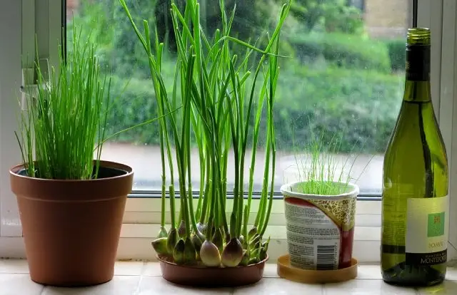 indoor garlic plant