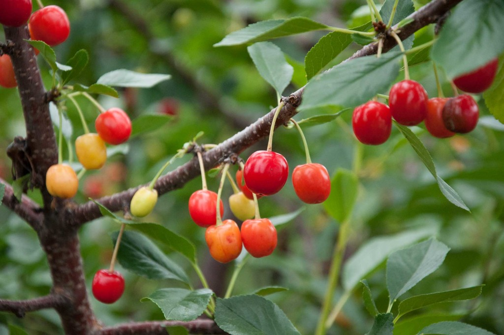 cherry fruit trees