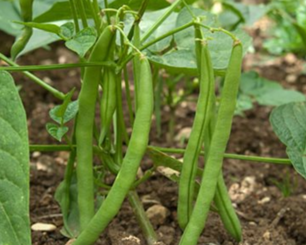 Green Bean Plant 