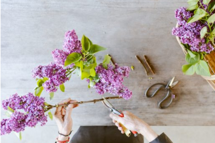 how to cut flowers