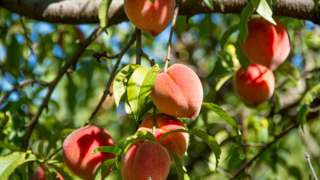 peach tree