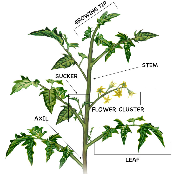 How to Prune Tomato Plants