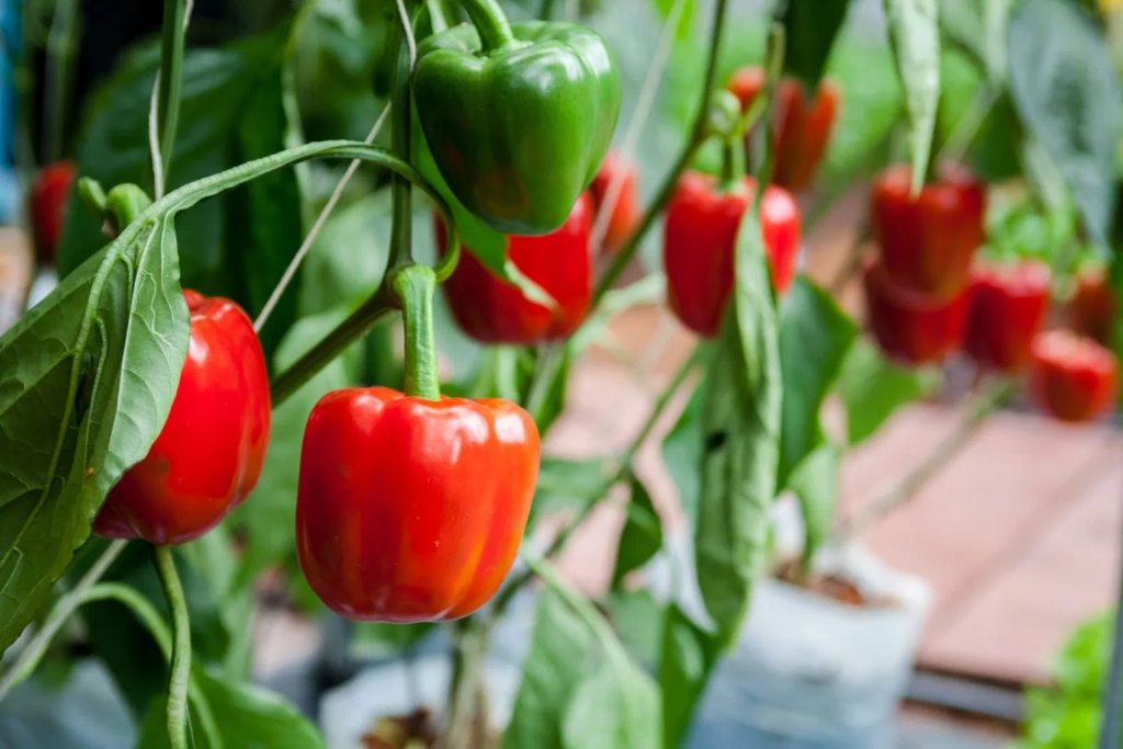 bell pepper plant