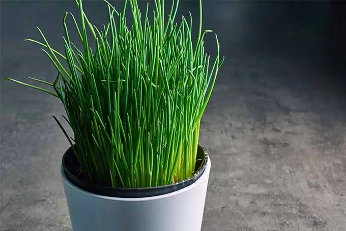 grow chives indoors