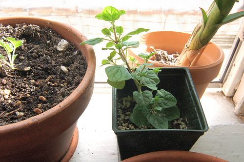 grow oregano indoors