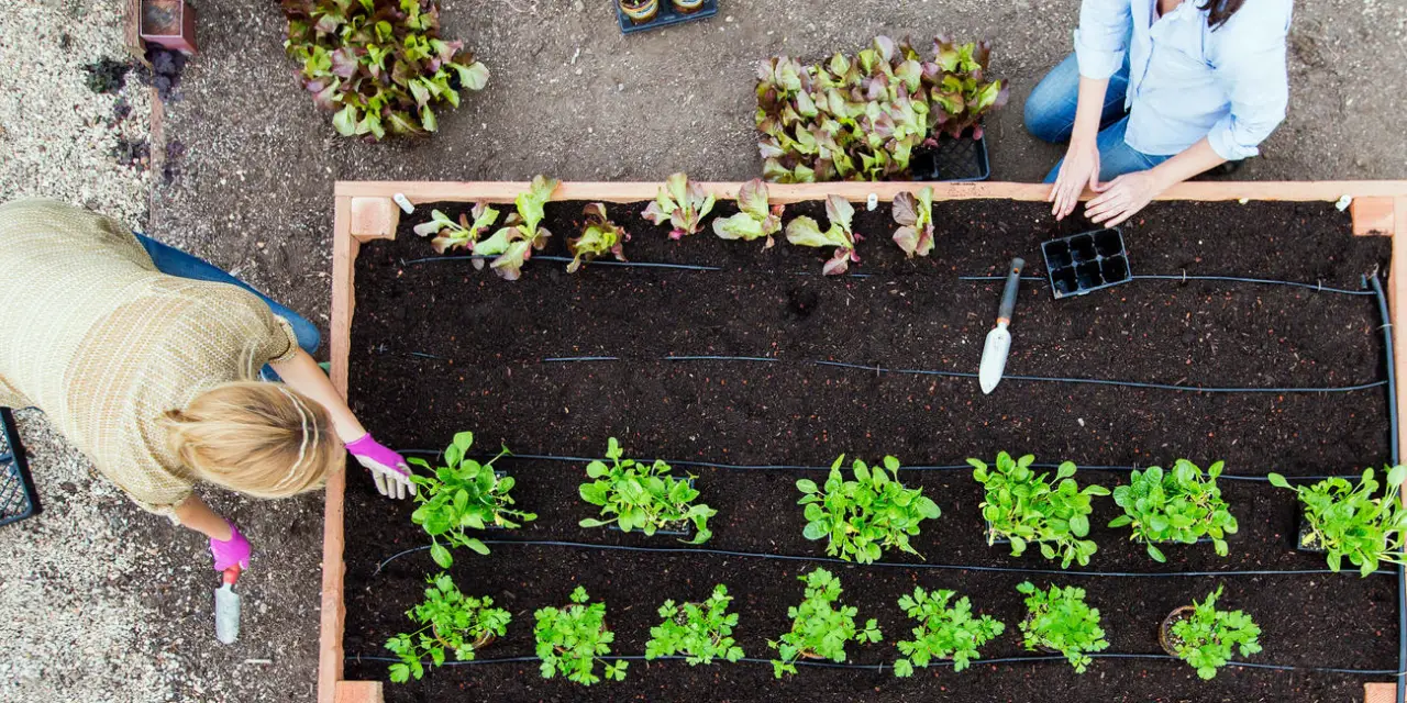 How to Build Your Own Raised Garden Beds