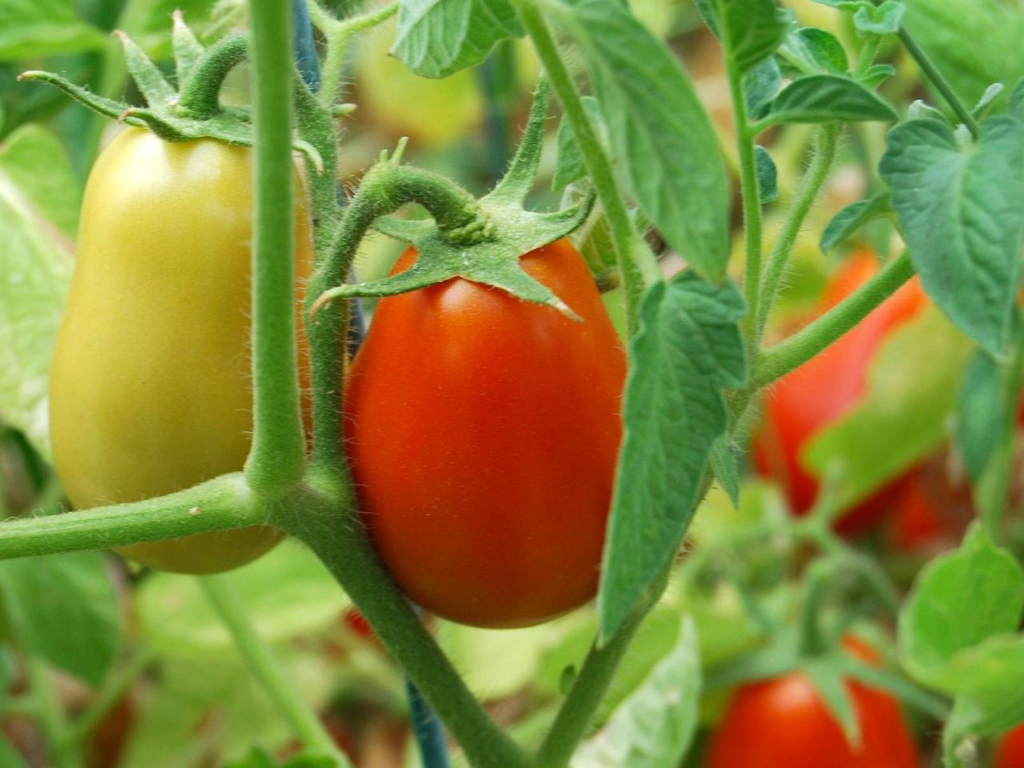 roma tomato plant