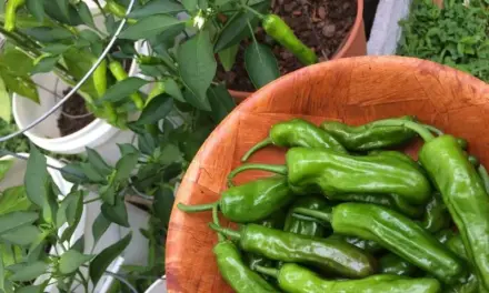 How to Grow Shishito Peppers