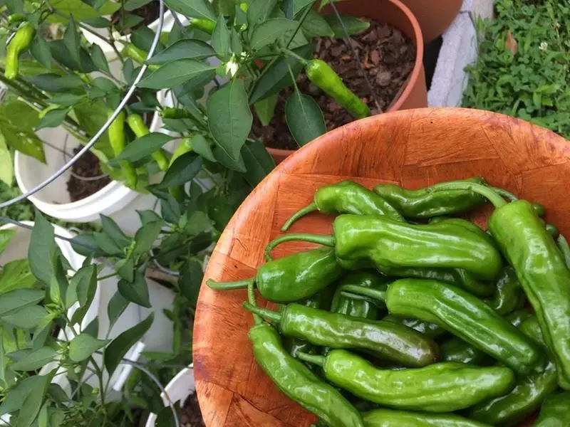 shishito pepper plant
