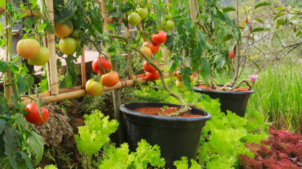 tomato garden