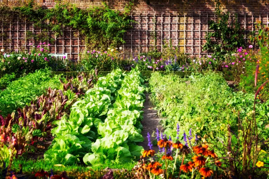 Vegetable Gardening For Beginners Guide, Beginner Vegetable Garden Reddit