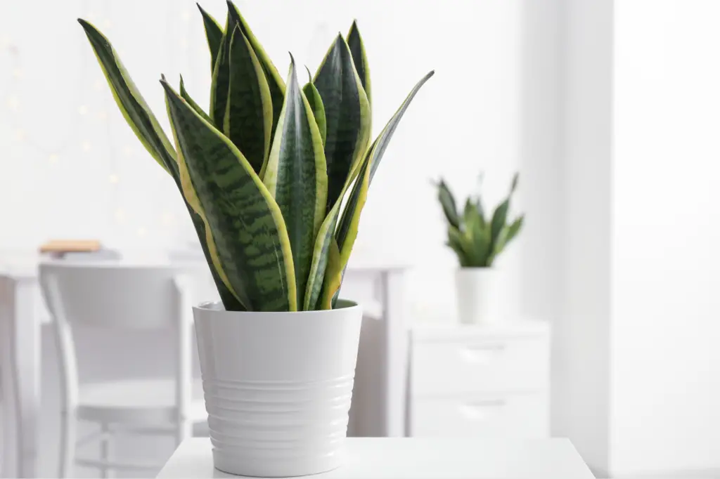 Benefits of Plants in the Office