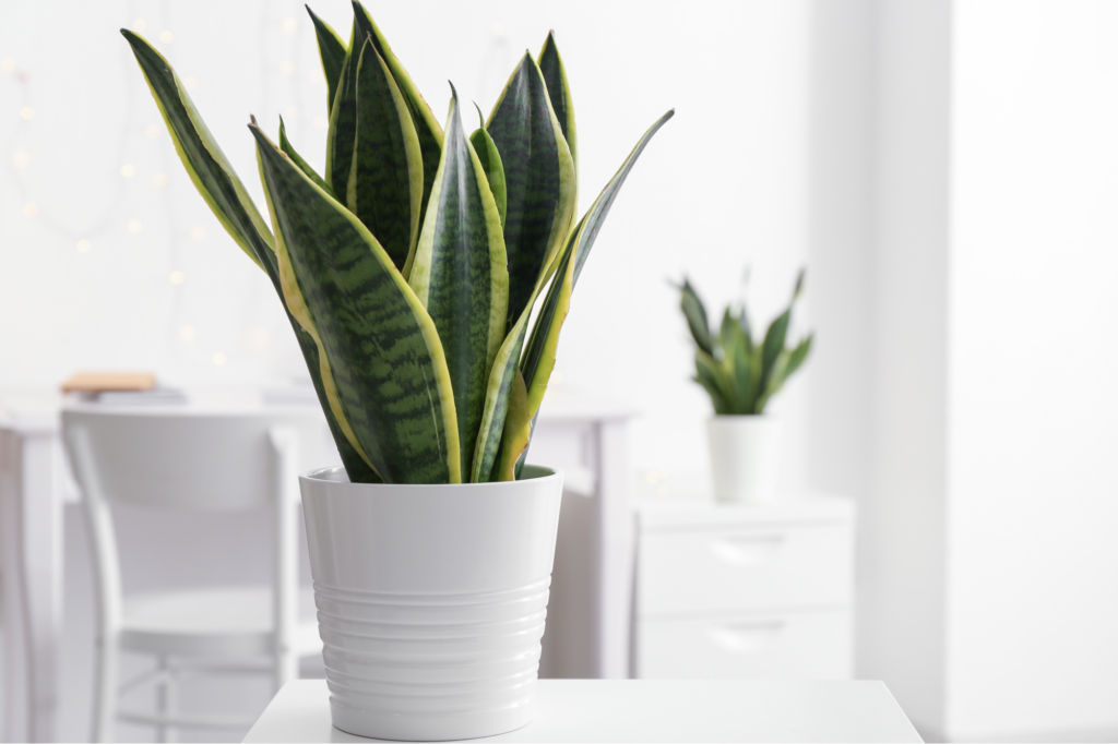 How to Care for Snake Plants - Plant Instructions