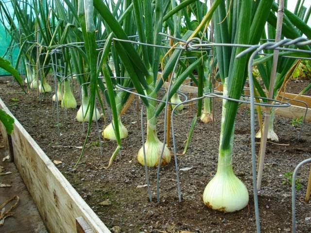 onion transplants