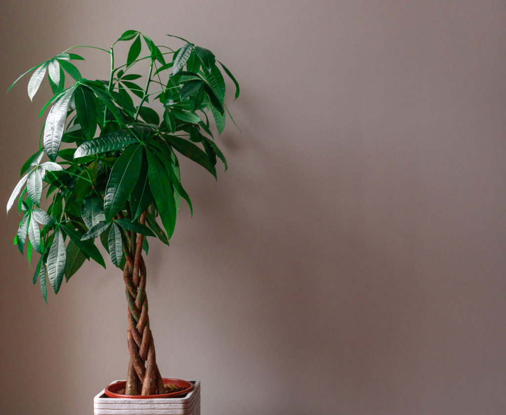 how to care for a money tree