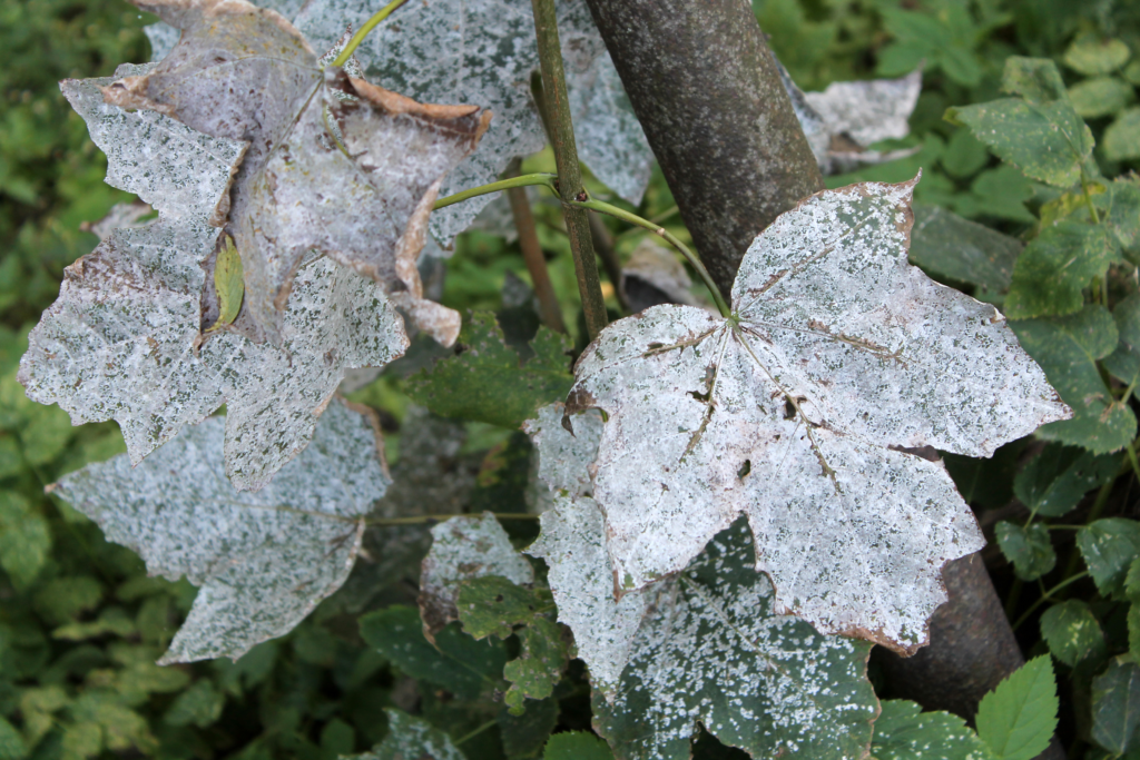 how to get rid of powdery mildew on beach morning glory plant