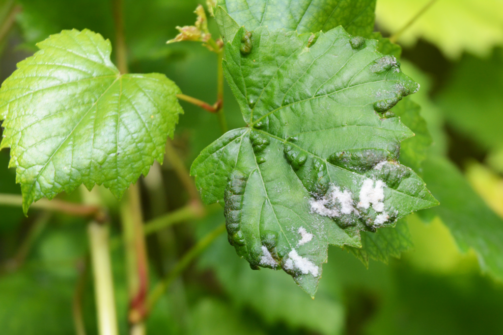 powdery mildew symptoms