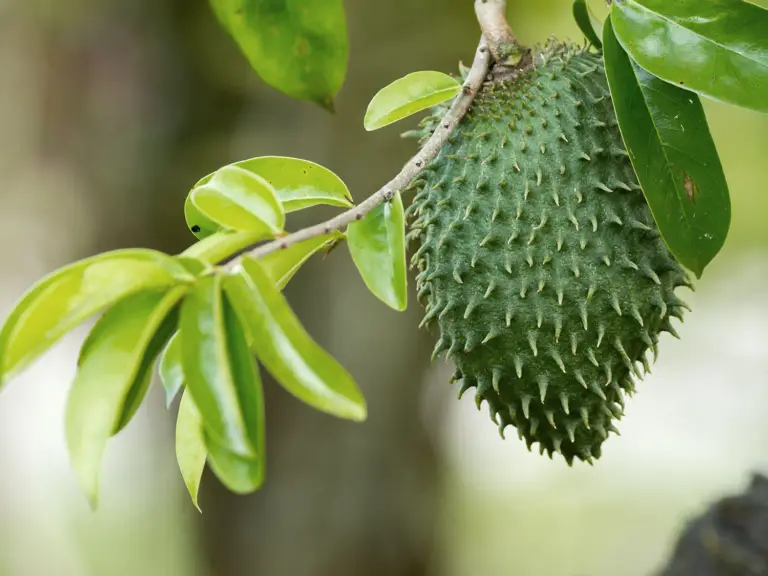 How to Plant Guanabana Trees AKA Soursop Trees - Plant Instructions