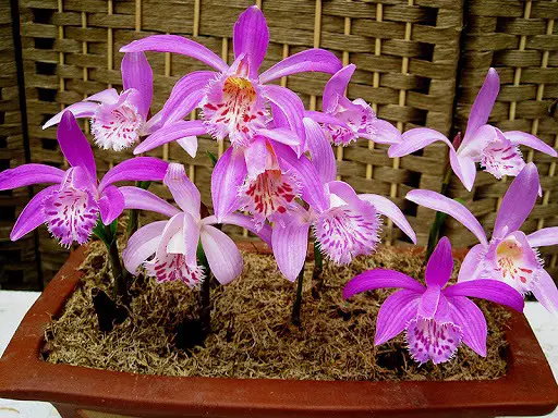 how to grow orchids outdoors