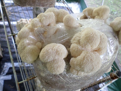 lions mane mushroom