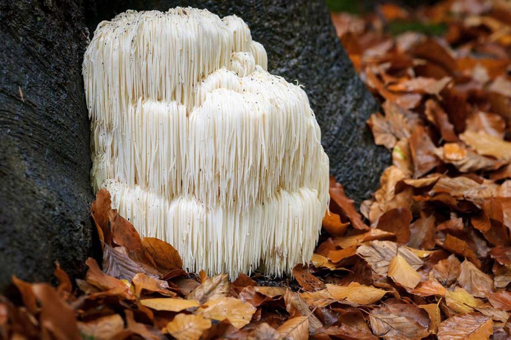 lions mane mushrooms