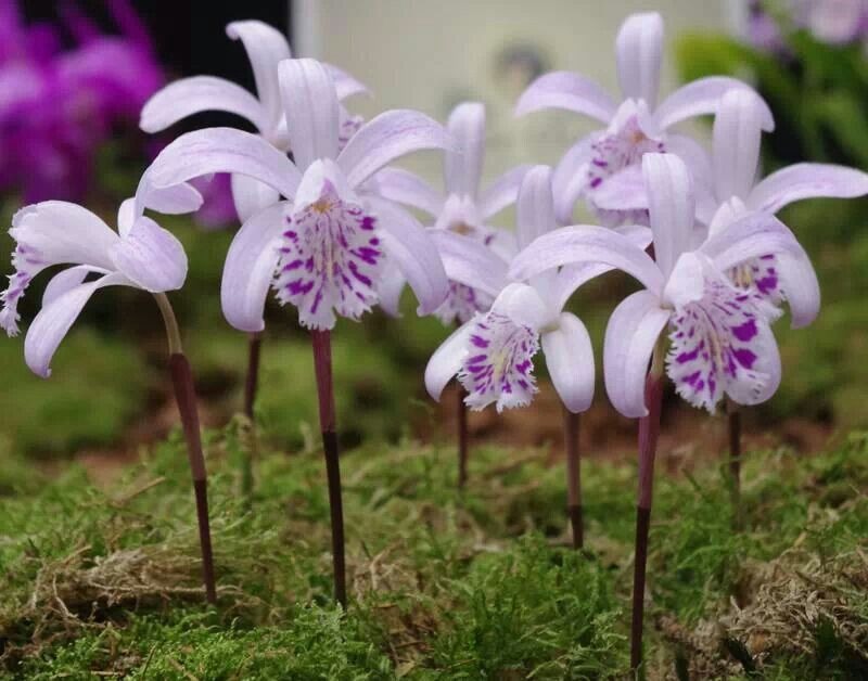 pleione orchid