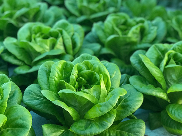 how to grow salanova lettuce