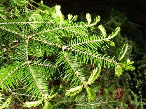 balsam fir