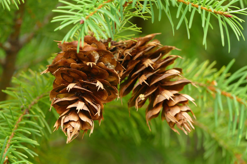 douglas fir