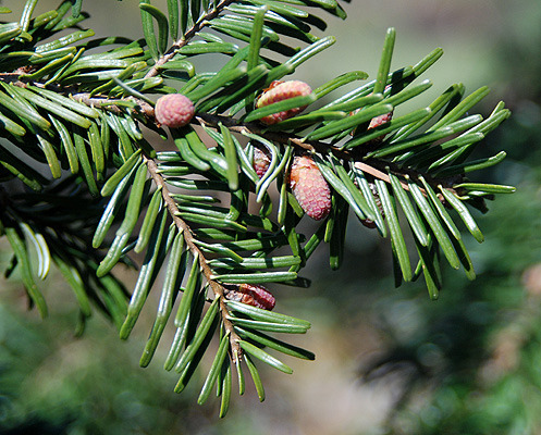 grand fir