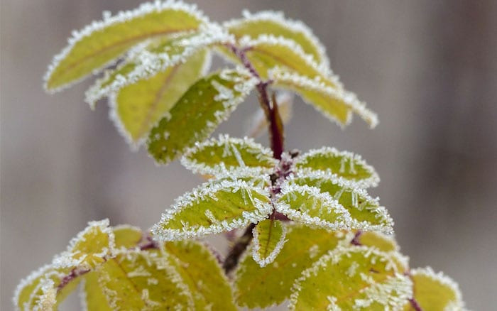 how to protect plants from frost