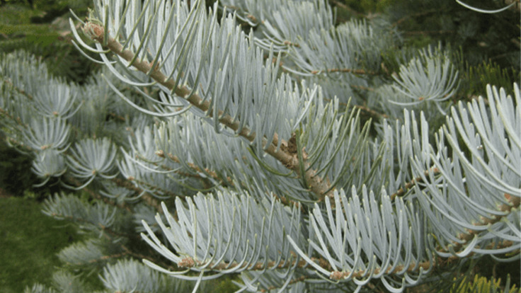 white fir