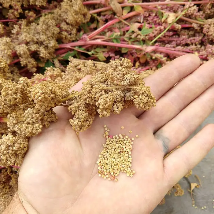 growing quinoa