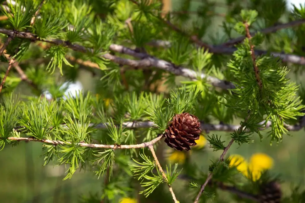 how to grow larch from seed