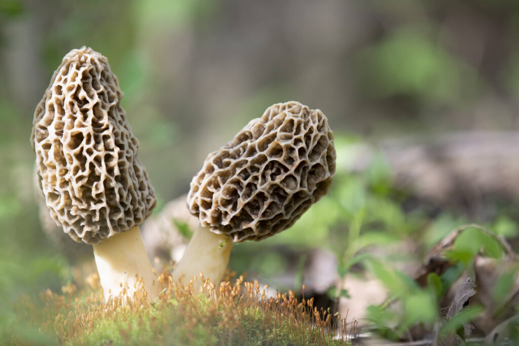 how to grow morel mushrooms