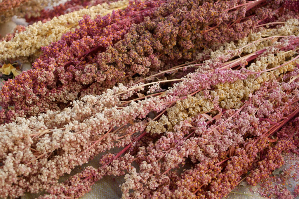 how to grow quinoa