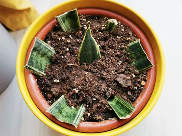 how to propagate snake plant in soil