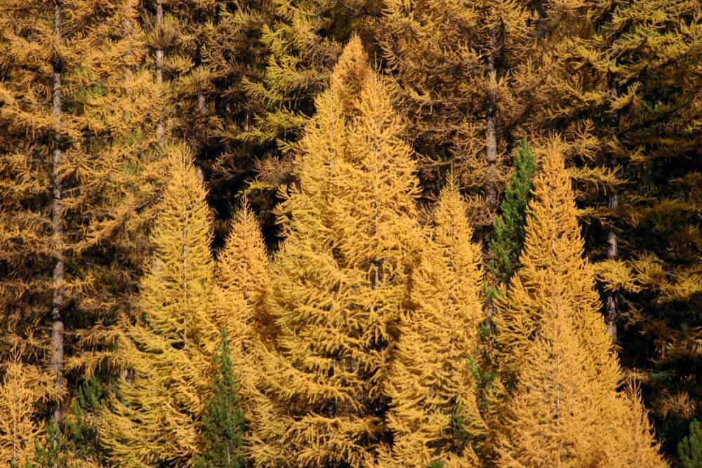 larch tree