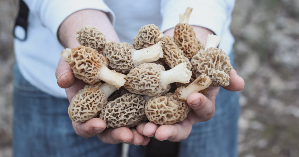 morel mushrooms